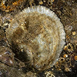 Pododesmus patelliformis